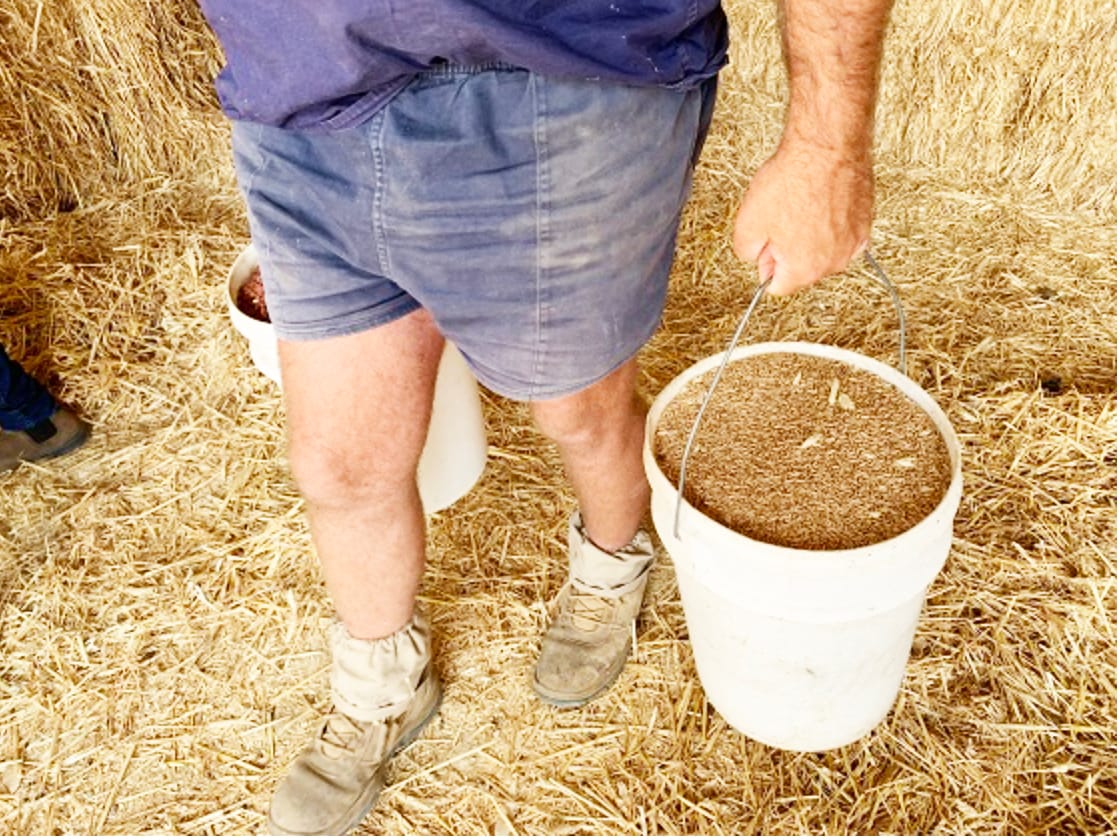 Feeding Livestock — Getting Rations Right