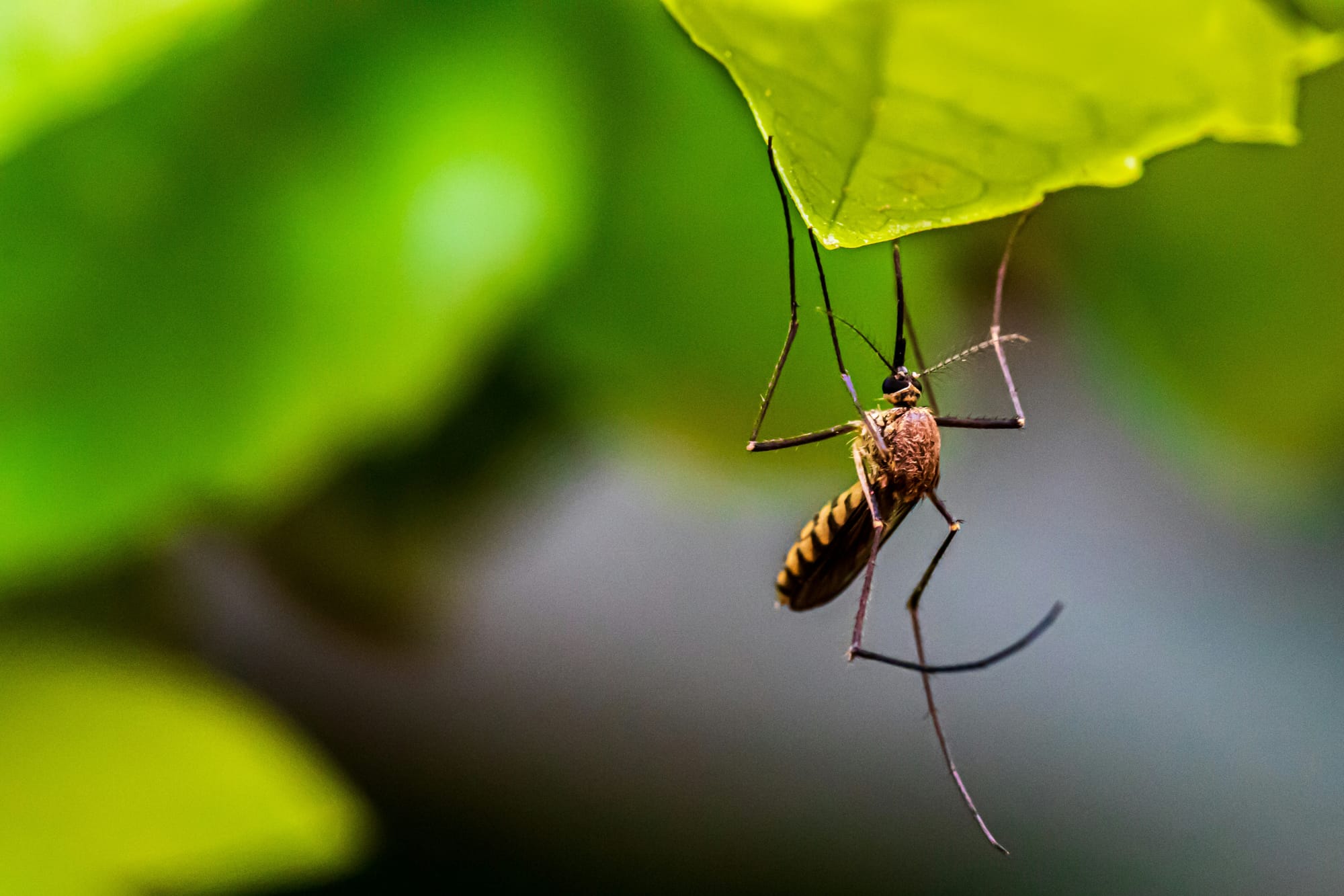 Mosquito Numbers Peak