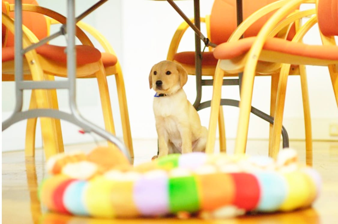 Reuniting Lost Pets Easier for Victorians