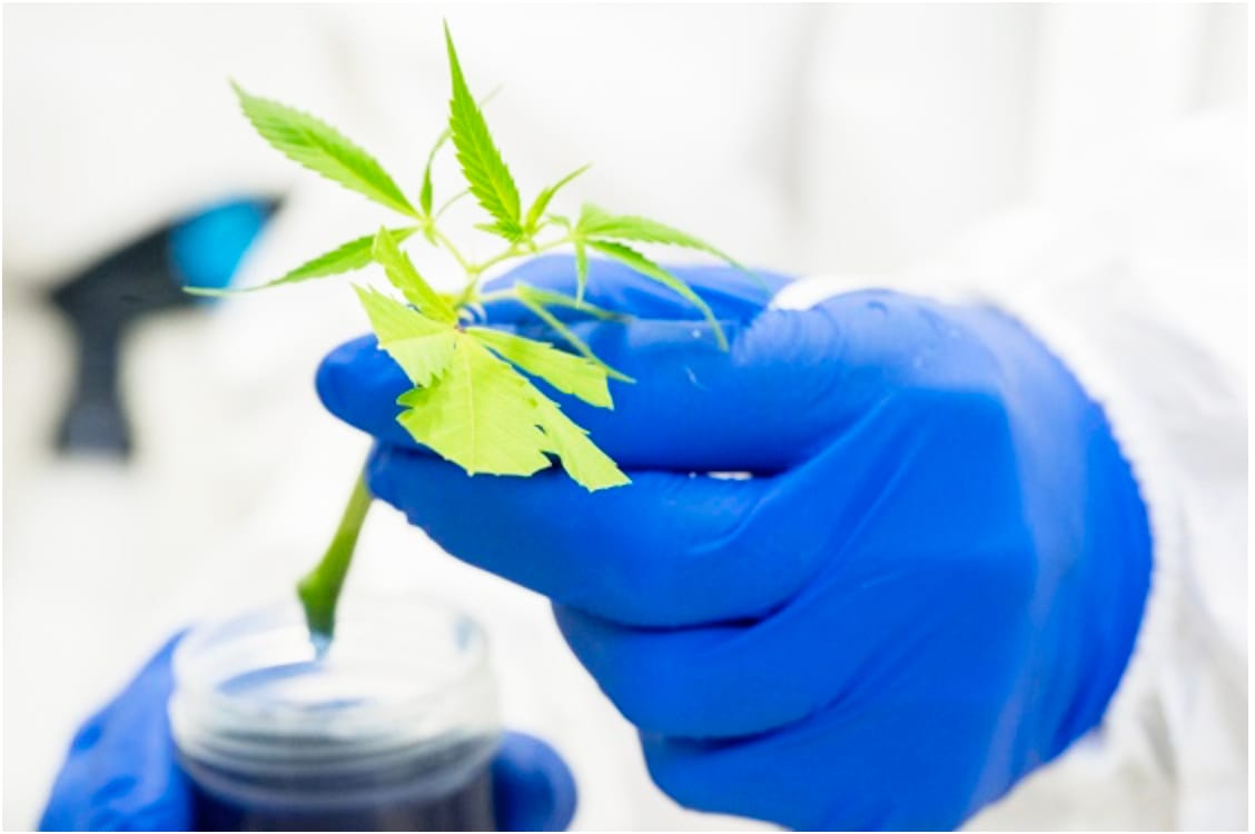 Scientists Unlock Genetic Clues to Medicinal Cannabis