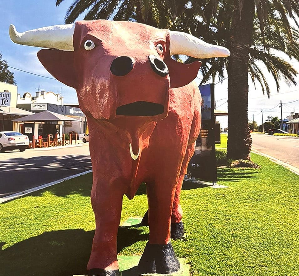 Why Does Mallee  Bull Looks So Sad?