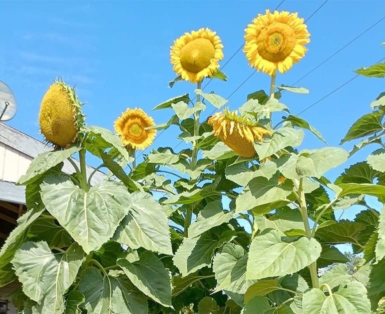 Giant Sunflowers