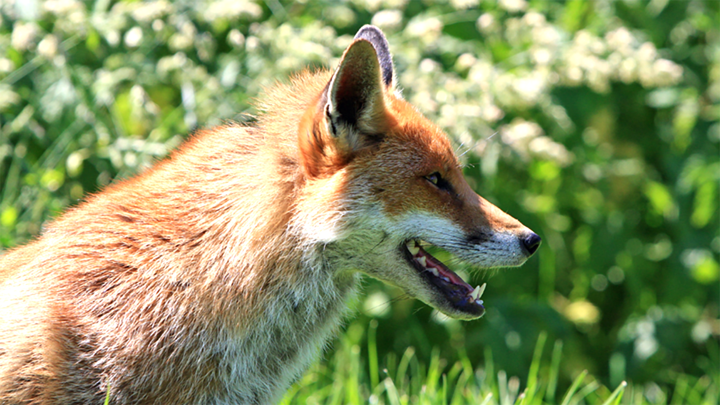 Victorian Fox Bounty Resumes
