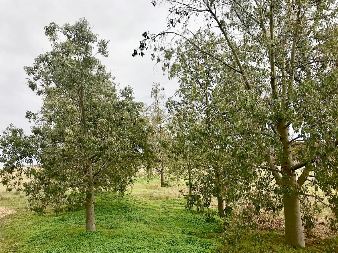 Wycheproof’s Avenue Still Speaks