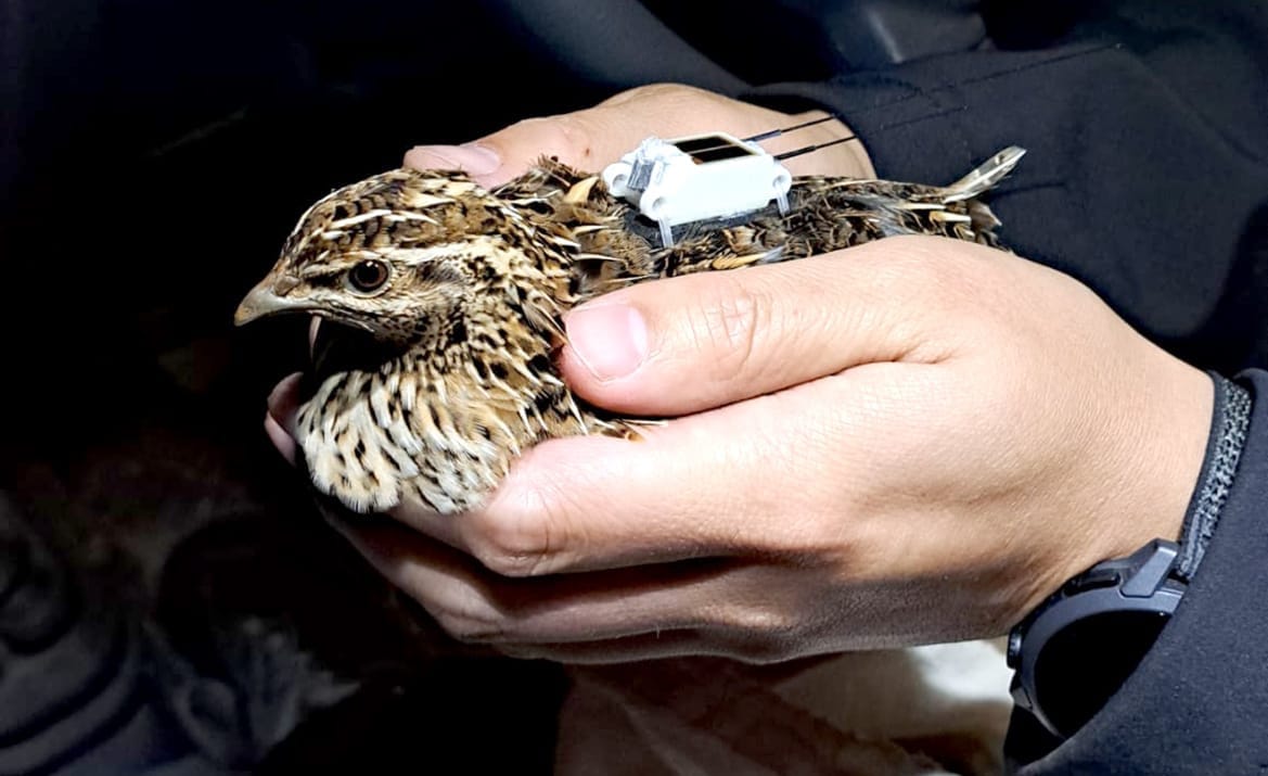 Quail GPS Tracking Research Begins in Victoria