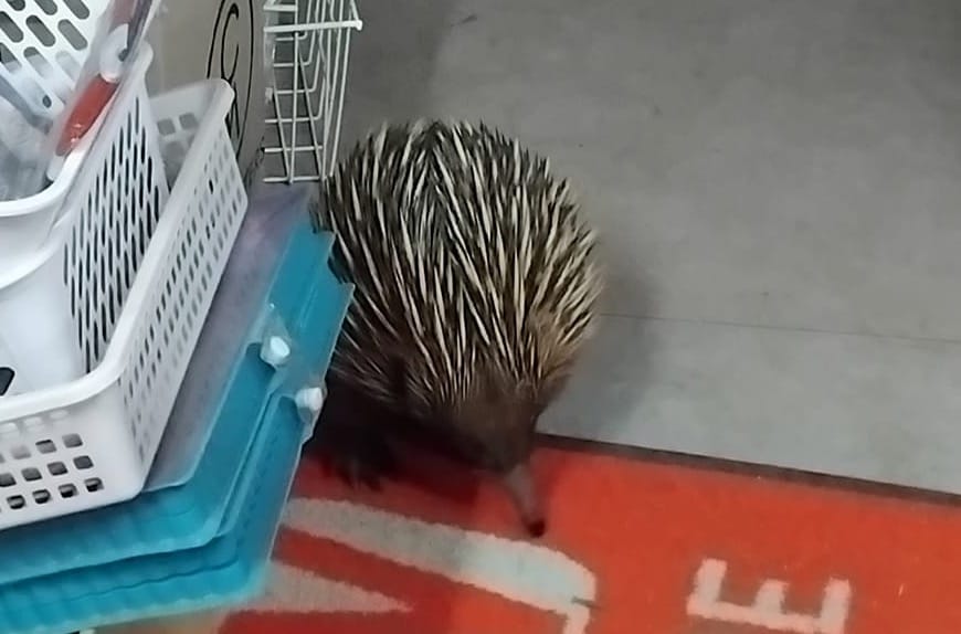A Prickly Patron at Wycheproof Newsagency