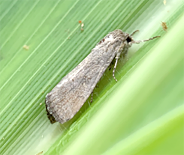 Early Detection of Fall Armyworm Vital post image