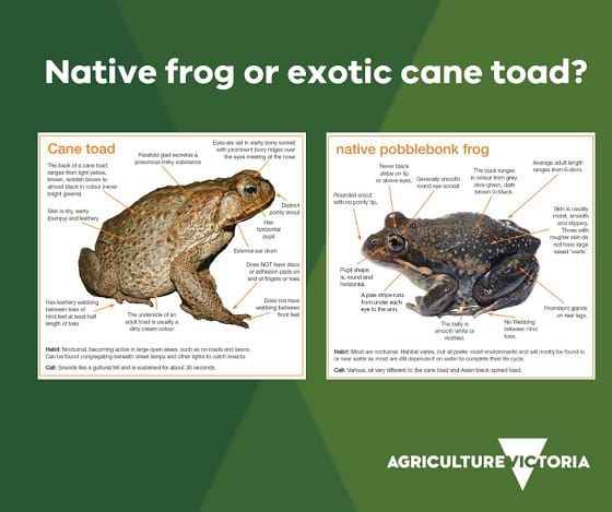 Native Frog or Exotic Cane Toad? post image