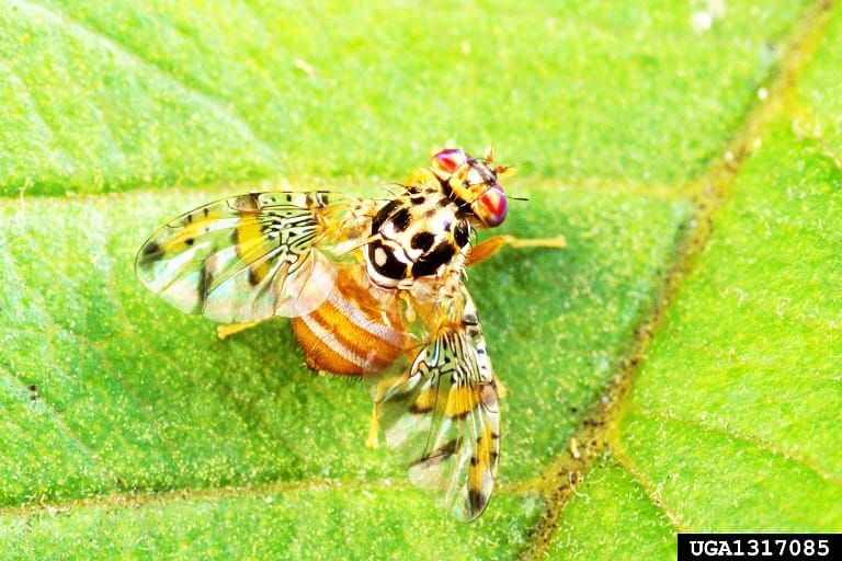 Look Out for Medfly post image
