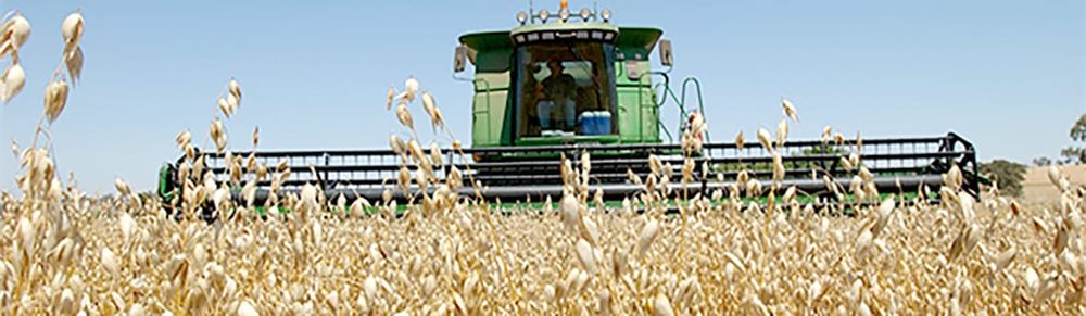 Glyphosate Not Registered as a Desiccant on Oats post image