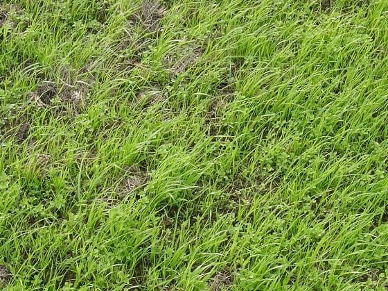 Be Ready for Weeds this Autumn post image