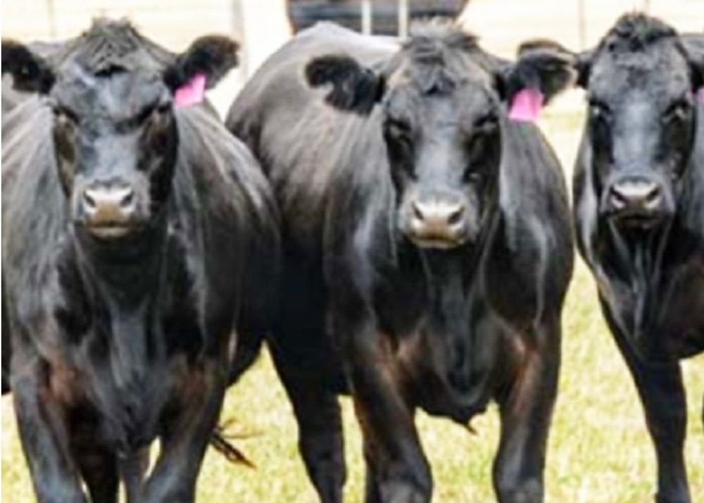 Preparing for and Responding to an Outbreak: Foot-and-Mouth Disease Webinar post image
