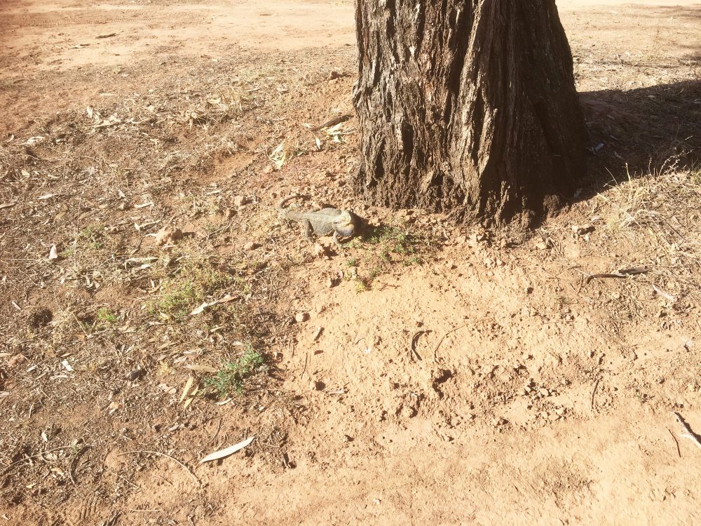 Down the Middle at Donald? post image