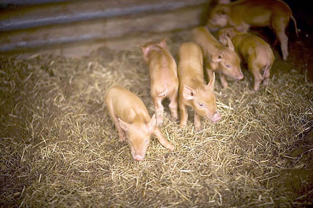 Things to Remember When Keeping Pigs post image