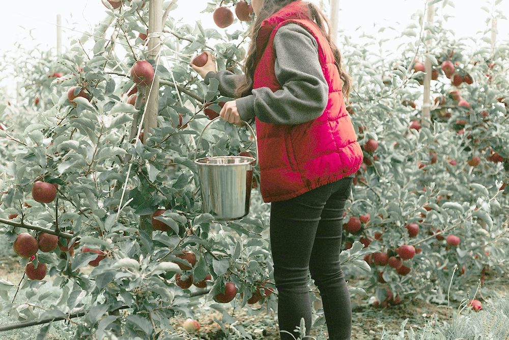 Shortcutting Fruit Fly Control with Dwarf Trees post image