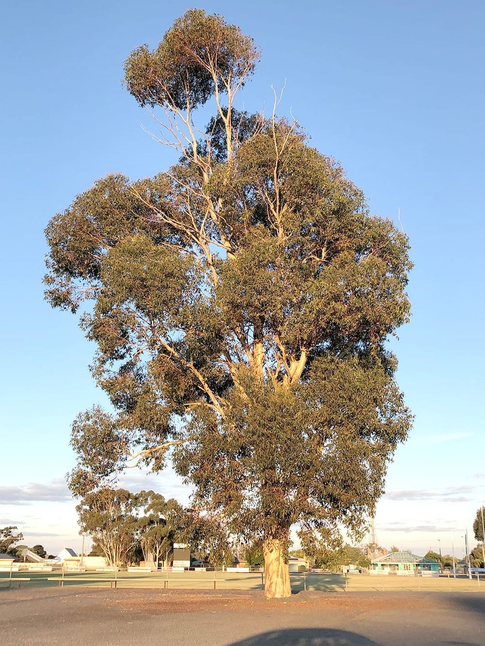 The Trees of Birchip – and Tales They Could Tell post image
