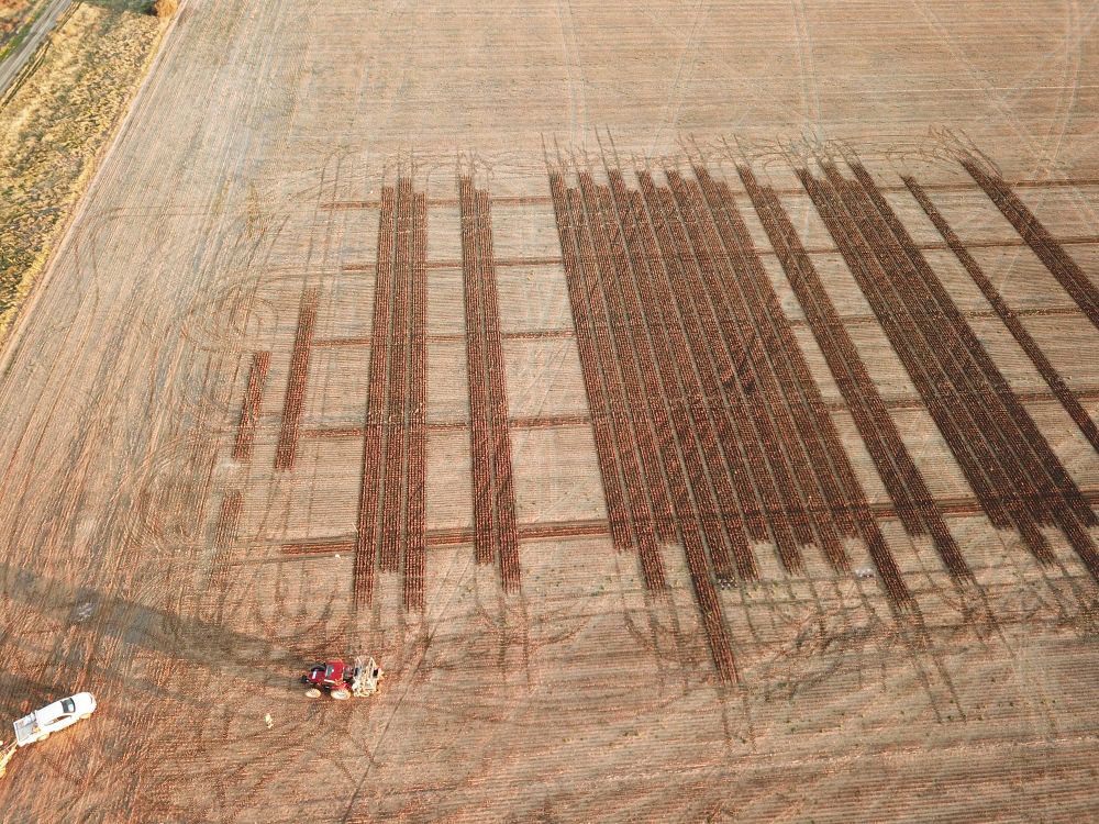 BCG Sowing Update May 2020 post image
