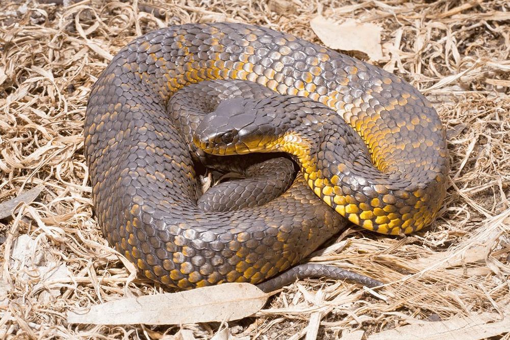 The Snake Season is Here . . . Be Prepared, Stay Safe post image