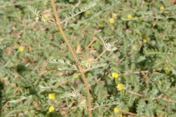 Landowners urged to get serious with bindii post image
