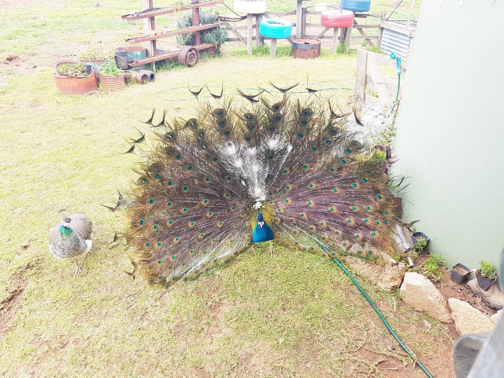 Percy’s Poultry Unplugged post image