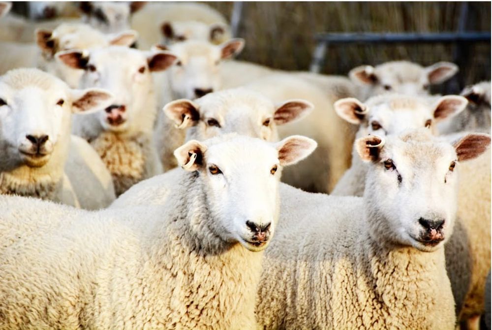 Multi Health Issues in Sheep This Season post image