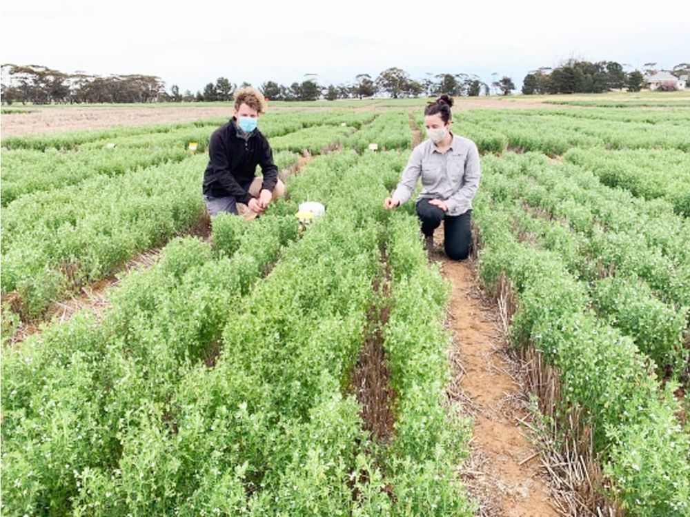 Helping Mallee Farmers to Profit from Pulses post image