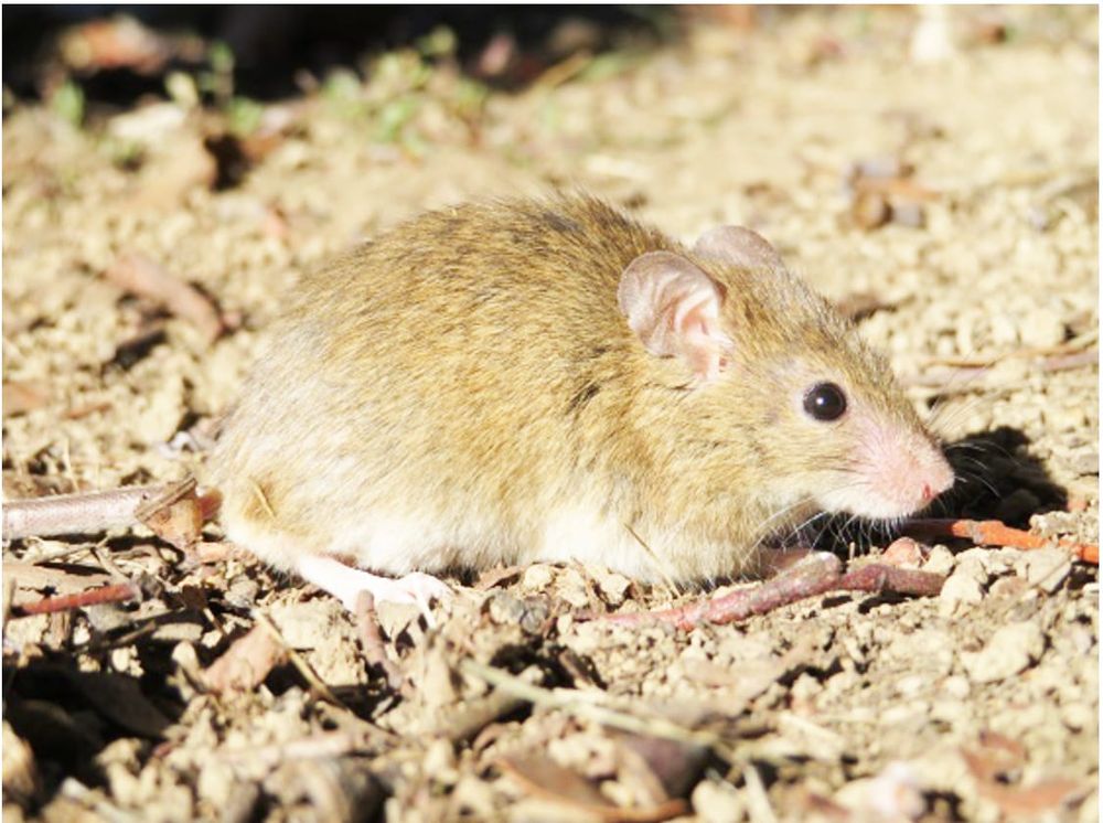 Five Tips for Mouse Control on Farms post image