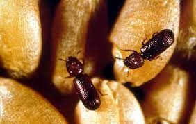 The Right Spring-clean Keeps the Insects Away post image