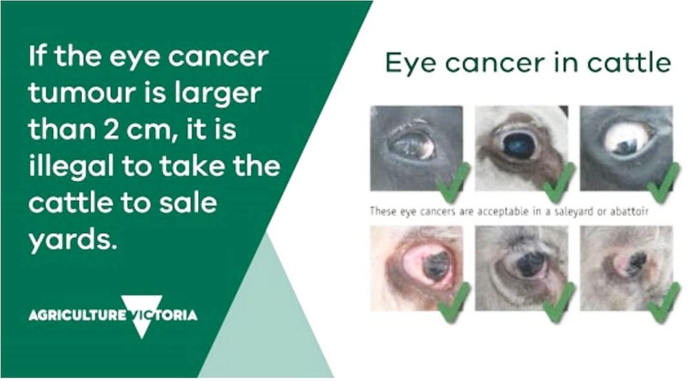 Eye Cancer in Cattle — Know the Responsibilities post image