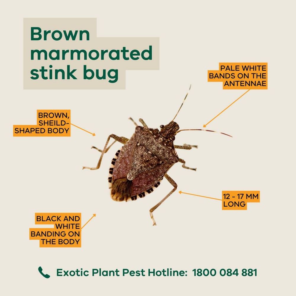 Be on the Lookout for Marmorated Stink Bug post image