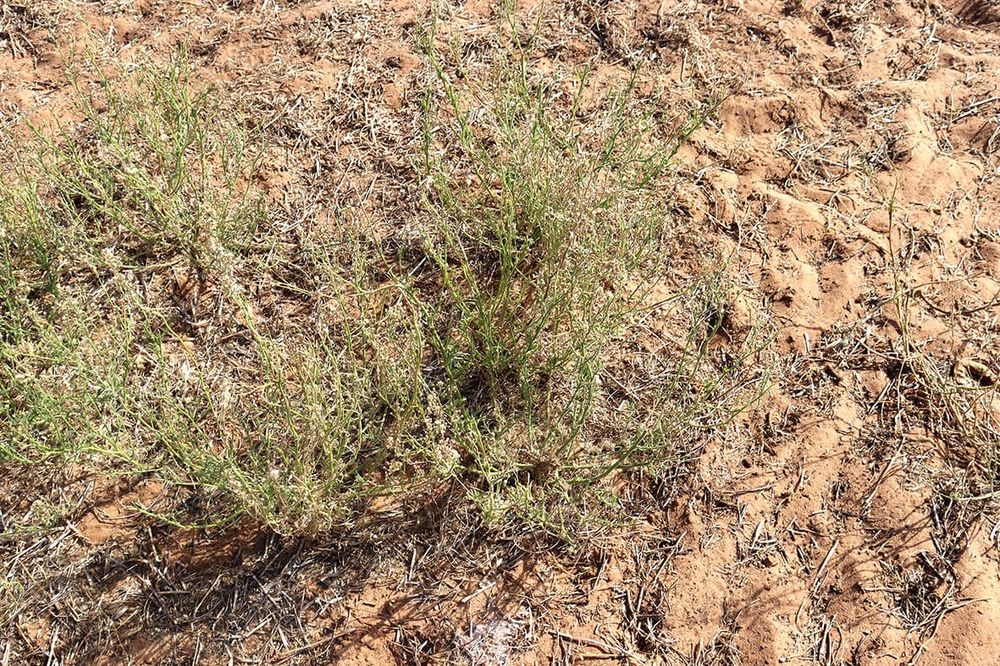 Flaxleaf Fleabane post image