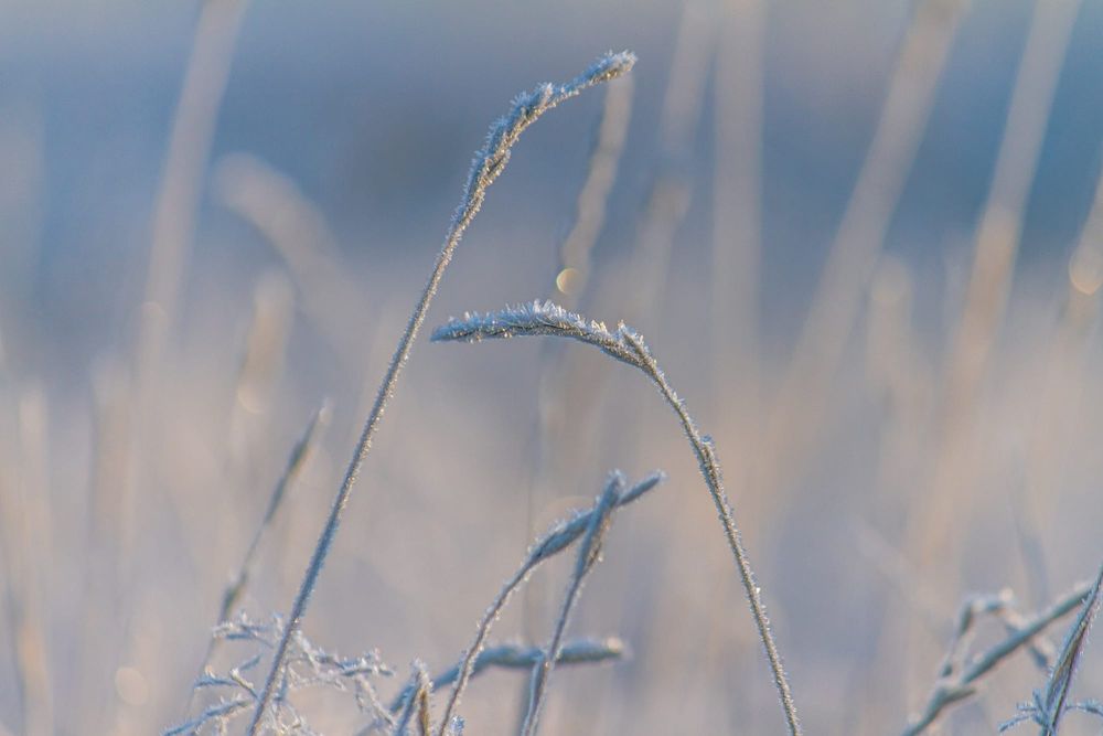 Novel In-Season Approach May Help Avoid Frost Damage post image