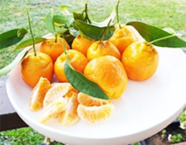 Charlton Showtime, Virtually Speaking post image