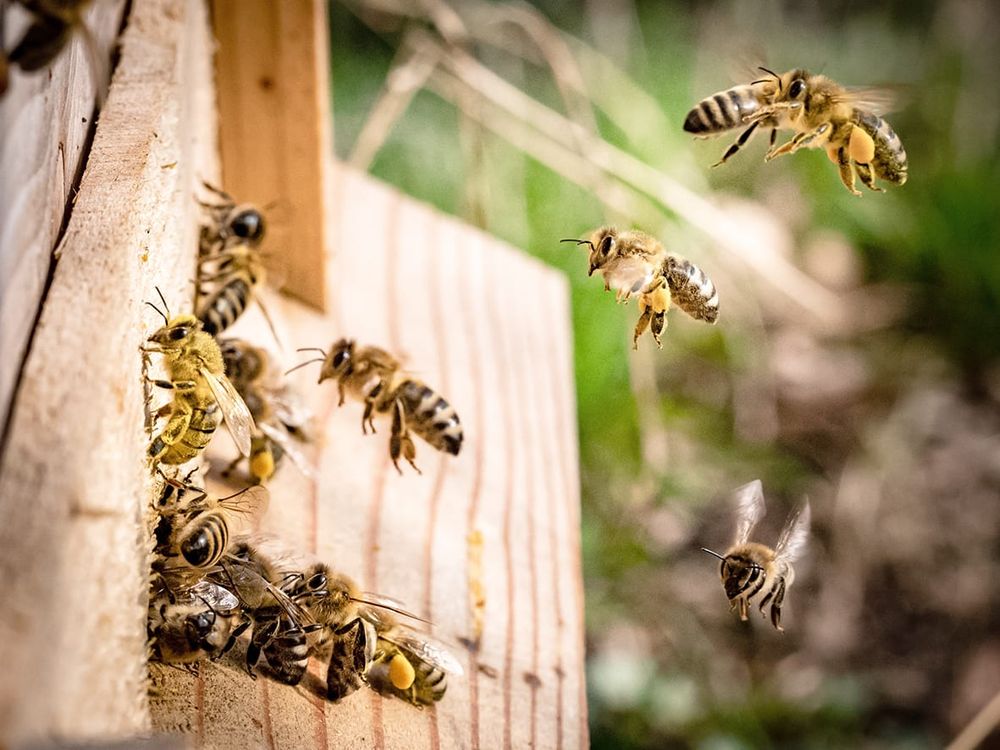 Boost for Beekeeper’s Varroa-monitoring Toolkit post image