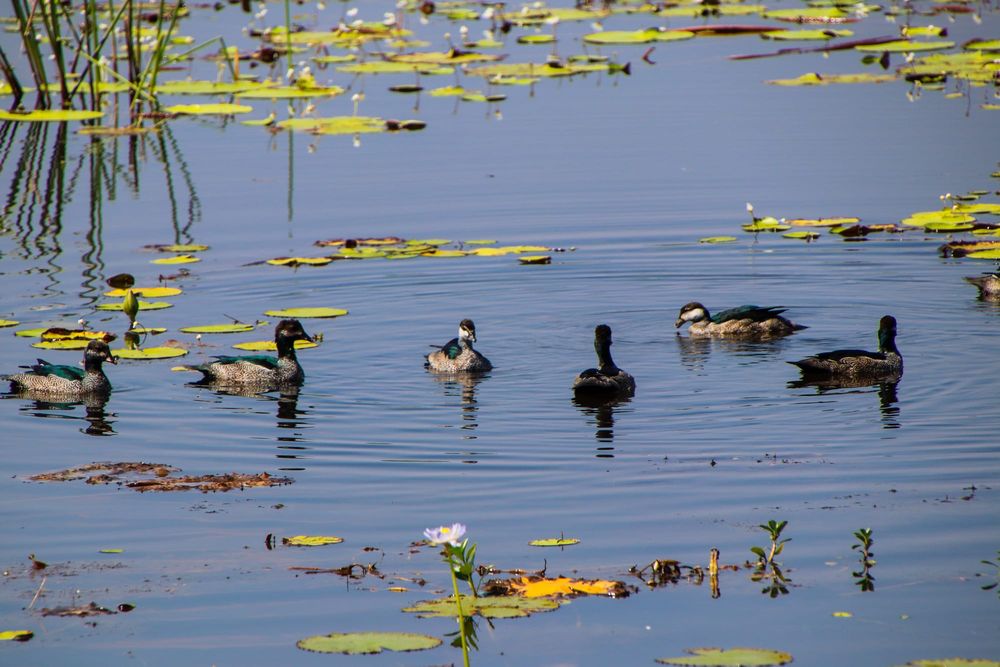 Labor, Greens and Animal Justice Take Aim: Duck Hunters Shot Down? post image