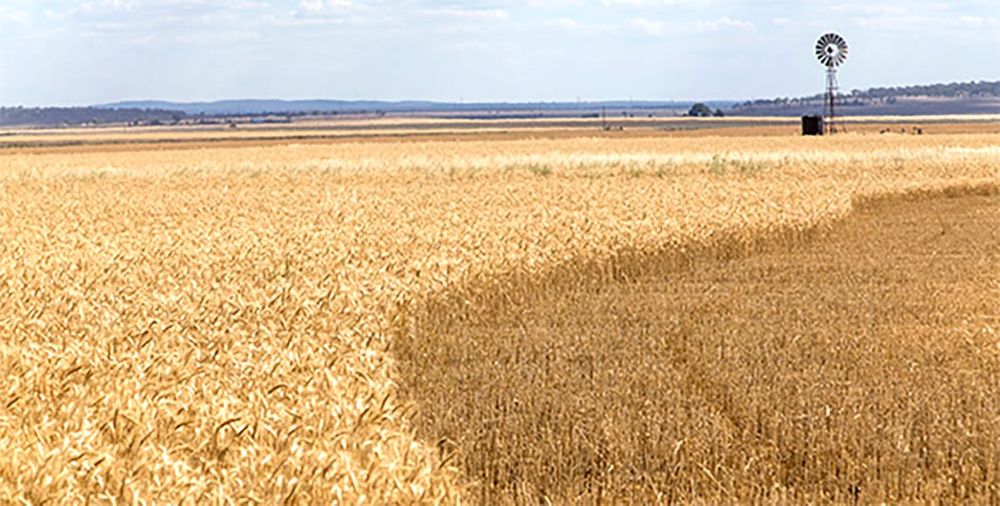 Growers Winning War on Weeds post image