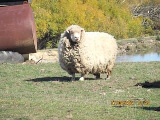 Shearing to Prevent Animal Welfare Issues post image