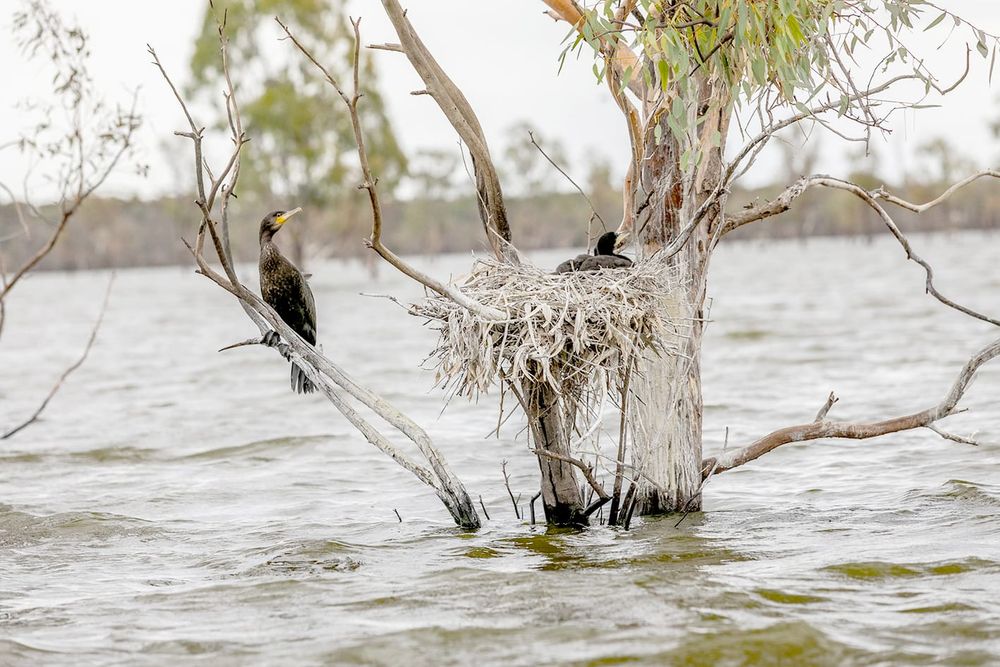 Waterbirds Flock to Mallee Floodplains post image