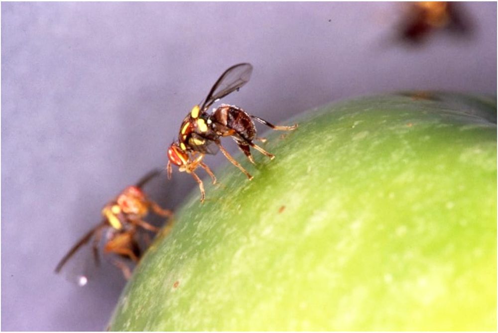 New Support in Fruit Fly Fight post image