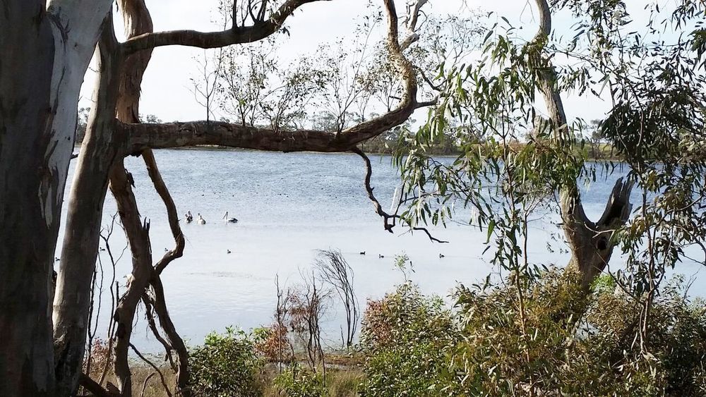 The Avon Plains Lakes and Wetlands: Repairing a Priceless Broken System post image