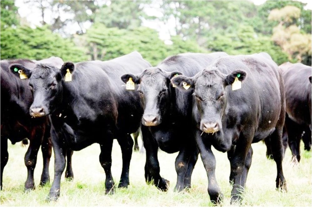 Decision Time on Livestock Conditions post image