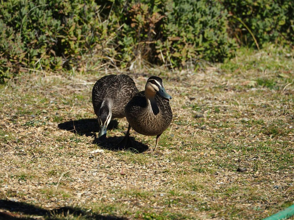 Recreational Duck Hunting Continues post image