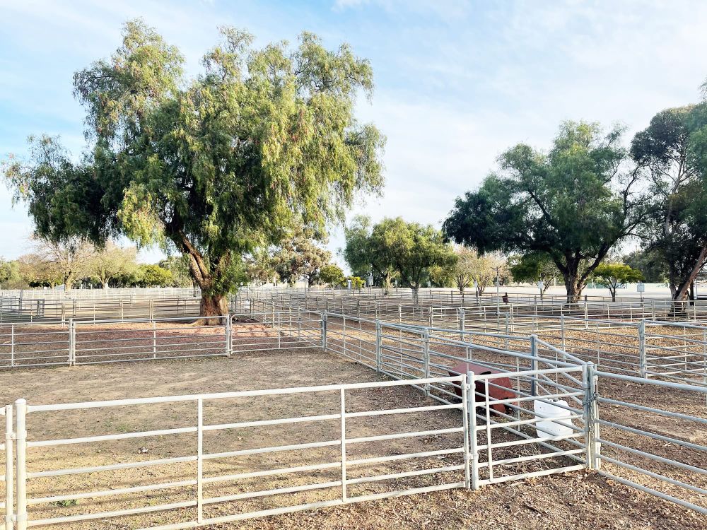 Wycheproof Saleyards Funding Announced post image