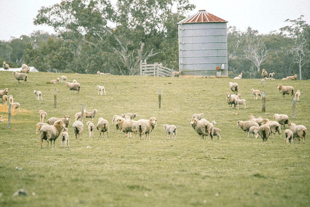 Sheep Producer Sentiment Rises with Better Outlook, Prices post image