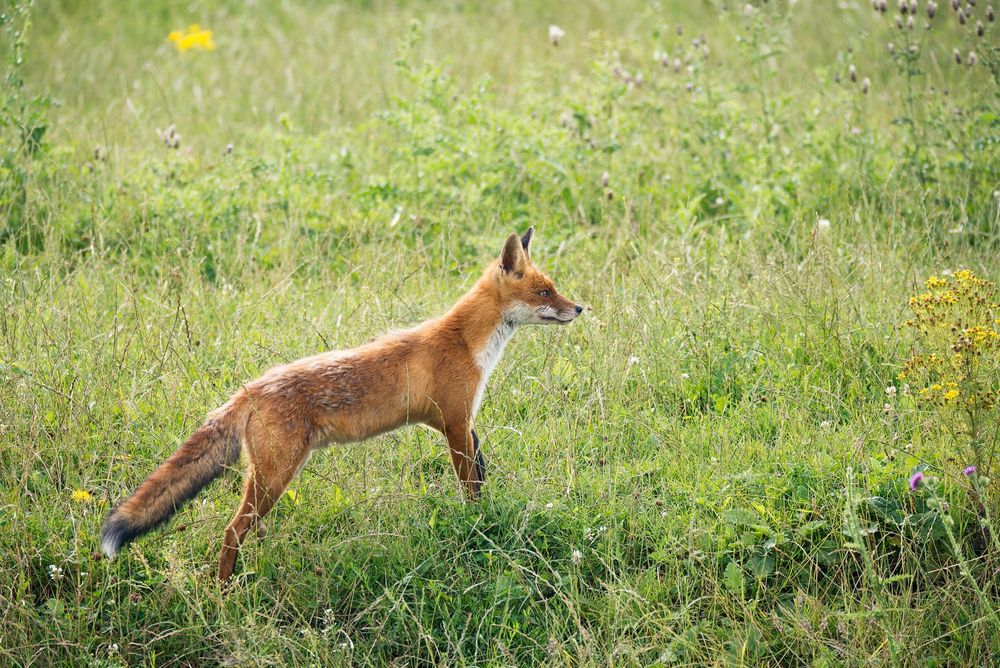 Fox and Wild Dog Bounty Wraps Up post image