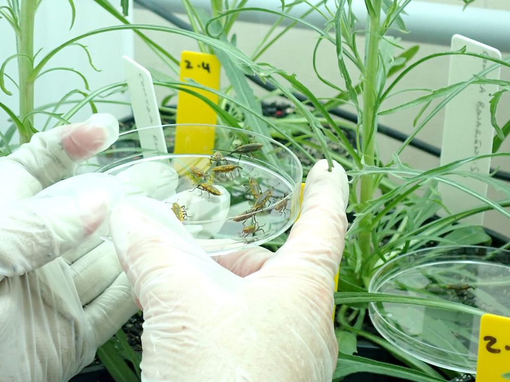 “Weevil Kinevil” Could Be the Answer to a Wicked Weed Problem in Australian Crops post image