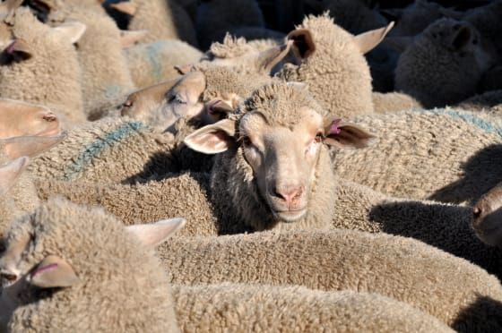 Prevention is Key - Vaccinate Against Enterotoxaemia post image