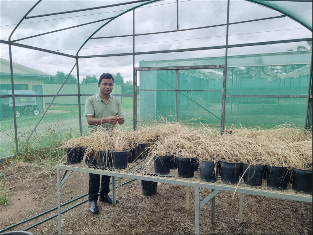 Can Sheep Help Manage Feathertop Rhodes Grass? post image