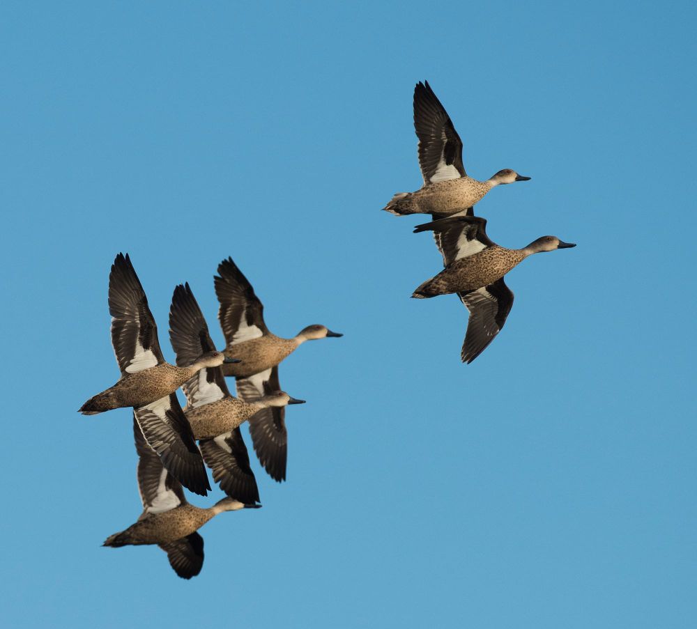 Duck Season Shaping Up as One of the Best post image
