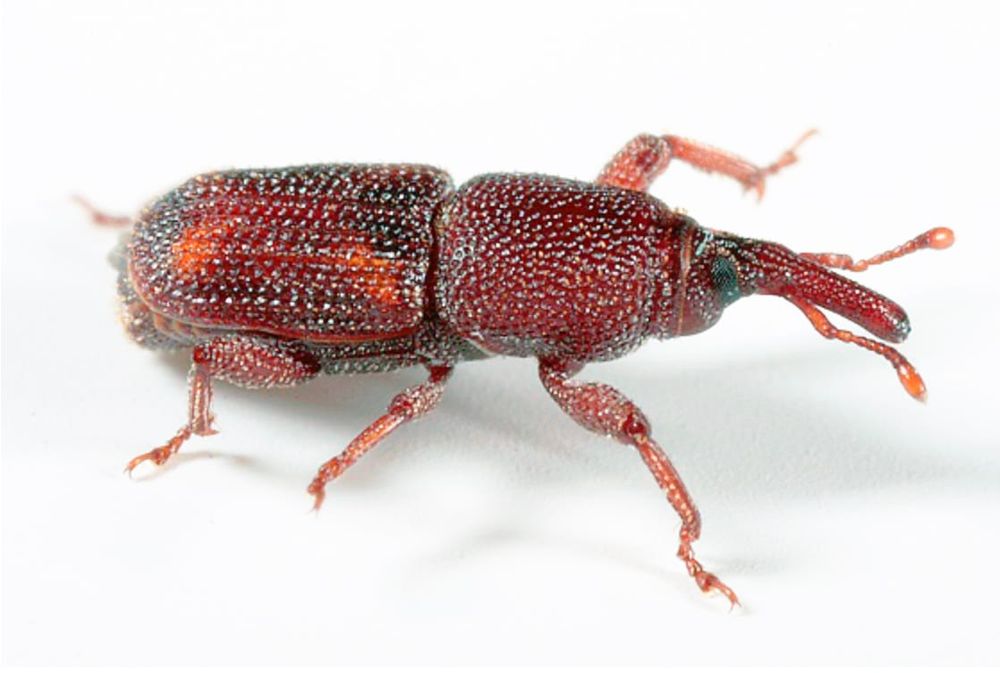 We Need Your Weevils post image